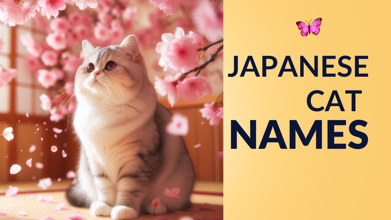 japanese cat names